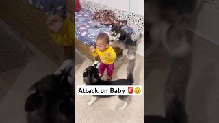 Don’t leave your kid with Dogs 🚨😤 shorts dog husky trendingsongs [upl. by Friedly969]