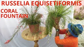 How to grow Russelia equisetiformis [upl. by Eimirej441]