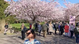 Bispebjerg Cemetery Copenhagen cherry trees blossom April 2023 [upl. by Berhley]