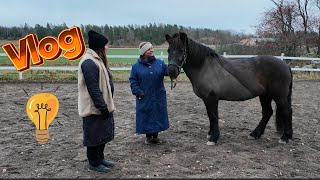 STALLVLOGG Clinic realtionsbaserad hästträning [upl. by Mieka]