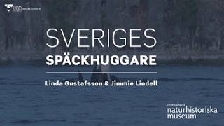 Föredrag Sveriges Späckhuggare [upl. by Ainahs]