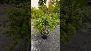 Jade plant care youtubeshorts outdoorplant plantcare [upl. by Fortune]