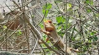 Calotes Versicolor  Indian Tree Lizard [upl. by Nivart110]