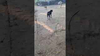 Dog sounds Marpit dog dog doglover dogs dogshorts dogfight satisfying youtubeshorts shorts [upl. by Lladnar337]