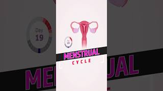 Menstrual Cycle  Female Reproductive Cycle  Phases of Menstrual Cycle shorts menstruationcycle [upl. by Rinna429]