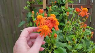 Mexican Flame Vine  new to our backyard for 2023 in Zone 9a monarch butterfly magnet [upl. by Trocki685]