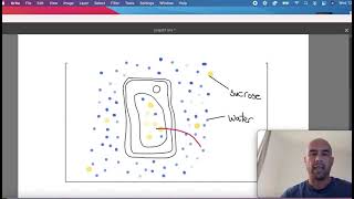 32 8 Plant cell immersed in hypotonic solution  turgid  in under two minutes [upl. by Yengac]