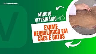 Palpação de coluna no exame neurológico de cães e gatos [upl. by Anrim144]