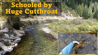 UNCUT Battle with HUGE Cutthroat  Fly Fishing in Idaho EuroNymphing [upl. by Senzer]