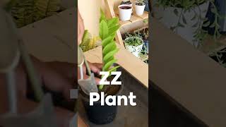 5 Easy Plants to Transform Your Apartment [upl. by Klayman775]