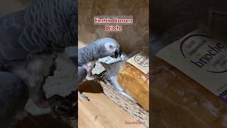 Einstein discovers a brioche loaf Its gooood africangreyparrot takingparrot shorts [upl. by Rennug]