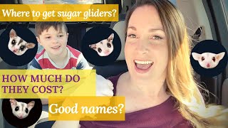 Where to get sugar gliders How much do sugar gliders cost What are good sugar glider names [upl. by Alphonsine519]