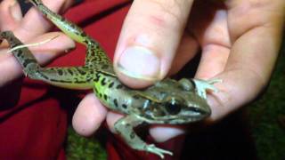 Southern Leopard Frog [upl. by Airrotal]