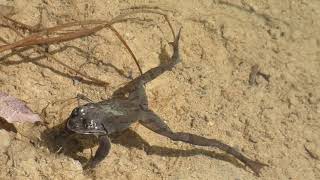 Montane Brown Frog Meets Backswimmer in Snowmelt Pond [upl. by Edda]