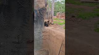 Grizzly Bear in Bearizona Safari Park arizona bear [upl. by Gnagflow576]