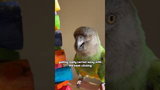 Super Excited Senegal Parrot [upl. by Selohcin]