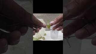 how to Best way to grow grape at home 🏡😂Tips grow grape supper fast from the tops off shorts [upl. by Cinderella368]