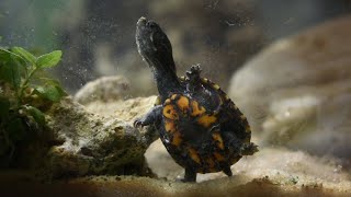 Hatchling Season  Baby Stinkpot Turtle [upl. by Davida752]