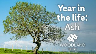 A Year in the Life of an Ash Tree  Woodland Trust [upl. by Scoter592]