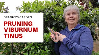 HOW TO PRUNE VIBURNUM TINUS [upl. by Latoniah]