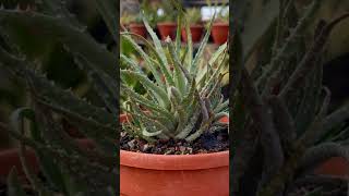 Aloe Humilis from My Cactus amp Succulents Plants Collection [upl. by Booze]