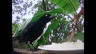 Quiscalus Niger Conocido como Chinchilin en RD [upl. by Yacano]