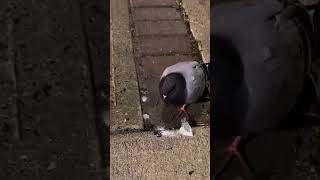 Pigeon on the Patsys Pigeon funny humor youtubeshorts birds birdlovers [upl. by Baillieu899]