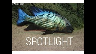 Fossorochromis rostratus  SPOTLIGHT [upl. by Ymaral]