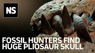 Pliosaur discovery on Jurassic Coast is very likely a new species [upl. by Amelina]