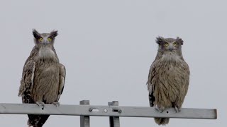 Blakistons fish owl （シマフクロウ）by SONY NEX FS700 [upl. by Joella]