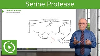 Serine Protease Background amp Catalytic Mechanism – Biochemistry  Lecturio [upl. by Cleon499]