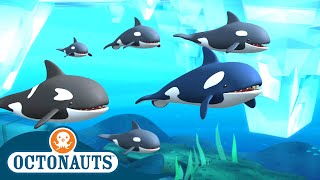 Octonauts  Arctic Orcas amp The Dolphin Reef Rescue  Cartoons for Kids  Underwater Sea Education [upl. by Ruby]