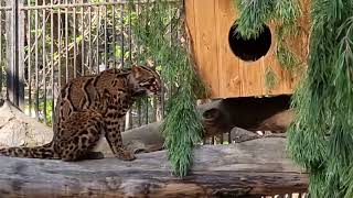 A male of Marbled cat [upl. by Pesek]