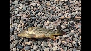 How to Catch Carp with Bread  Small Pond Fishing [upl. by Osmo]