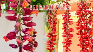 अनोखा पौधा😱🤫 SEHRABEL How to cultivateThunbergia MysorensisA Stunning Addition to Your Garden [upl. by Naillik879]