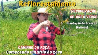 Reflorestamento com mudas de árvores nativas  Sítio do zero  recuperação de área degradada [upl. by Emie771]