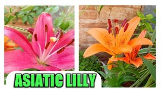 How to multiply and again flowering from Asiatic lily  Magic tricks for multiplying lilly bulbs [upl. by Wilfrid]