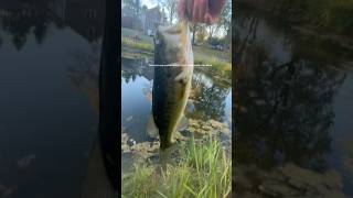 What can I catch on my Ice fishing rod 🤨 fishing bass senkos trending [upl. by Aidile166]