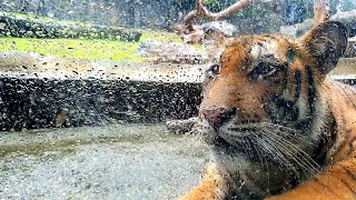 Bengal Tiger Rain and Thunder Experience 🥰 [upl. by Mathias]