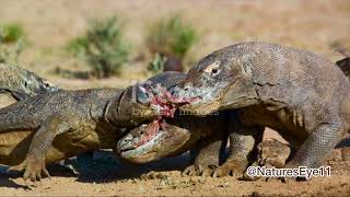 😱Komodo Dragon Vs Deadliest Poisonous Snake Inland Taipan  The Ultimate Showdown [upl. by Tlihcox147]