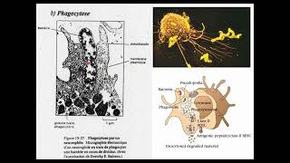 Membrane plasmique 5 Endocytose et Exocytose Success [upl. by Eitsrik]