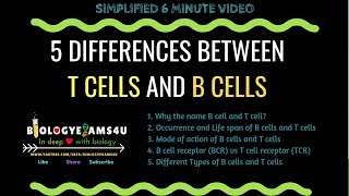 B cells vs T cells Difference between B cells and T cells [upl. by Ganley]