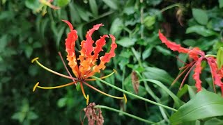 The Flame Lily A Stunning Sumatran BeautyGloriosa Superba flowers relaxing [upl. by Veradis]