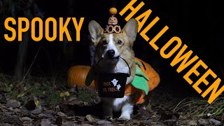 HALLOWEEN ADVENTURE  Topi the Corgi [upl. by Surazal57]