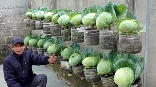 Dream Cabbage Garden Growing Using Just Plastic Bottles Super Easy And Economical [upl. by Annaer710]