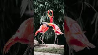 facts about flamingosflamingos flamingo flamingolove flaming flamingoart flamingofever [upl. by Autrey]