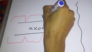 Mixed nerves Compound action potential Conduction in Myelinated and Non Myelinated nerves dr moh [upl. by Demp]