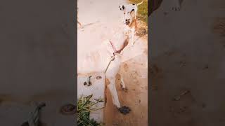 Devil pitbull dog breedpitbullfacts dog pitbull facts punjabi punjabisong music shorts [upl. by Etta]