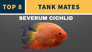 SEVERUM CICHLID TANK MATES [upl. by Mani]