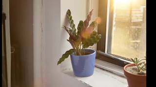 The Sill Time Lapse Calathea Rattlesnake [upl. by Radu]